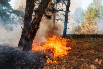 Rischio Incendi Boschivi: Pubblicazione Nota Informativa e Raccomandazioni